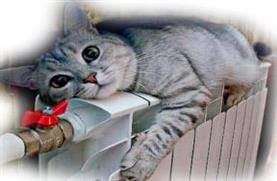 Если Ваш кот напуган странными хлопками из газовой колонки, то немедлено вызывайте мастера на ремонт неисправного газового прибора